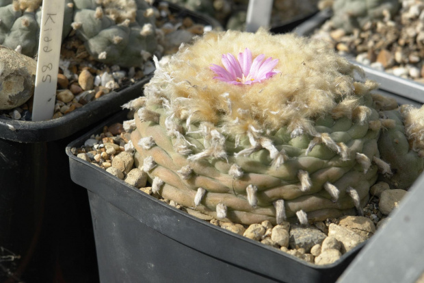 Lophophora diffusa v.friccii