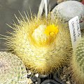 Parodia chrysacanthion