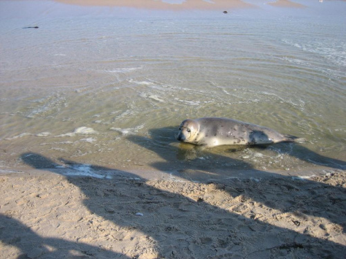 bałtycka foka, Niechorze #zwierzęta #morze #Bałtyk #foka