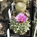 Turbinicarpus alonsoi