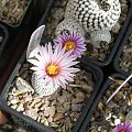 Turbinicarpus pseudopectinatus