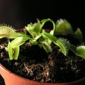 Dionaea muscipula "giant"