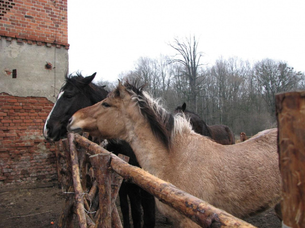 konie #Fundacja #Tara #Nieszkowice #Scarlet