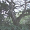 w cieniu drzew #Oahu #drzewa #wyspa