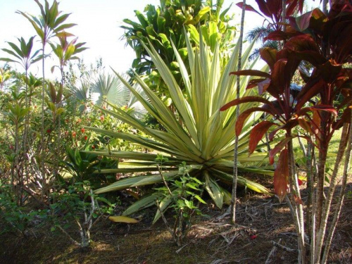 wielkie agawy, Krotony, #natura #ocean #Hawaje #Maui #Hana