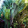 wachlarzowa palma, #natura #ocean #Hawaje #Maui #Hana