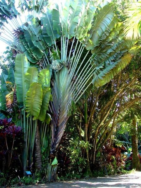 wachlarzowa palma, #natura #ocean #Hawaje #Maui #Hana