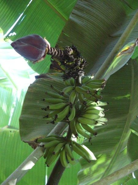banany w cieniu dojrzewają, #wyspa #Maui #Hawaje #wodospady
