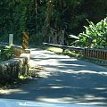 droga do Hana, liczne zwężenia i przejazdy przez mostki, #wyspy #Maui #Hawaje #Hana