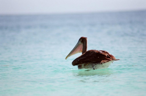 cayo sombrero