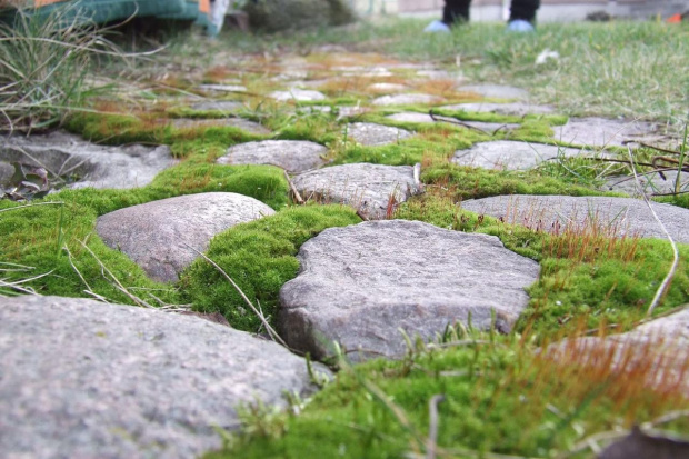 kamyczki #kamienie #kamyczki #ogród #bruk #wybrukowane #przyroda #kapcie #zielone #mech