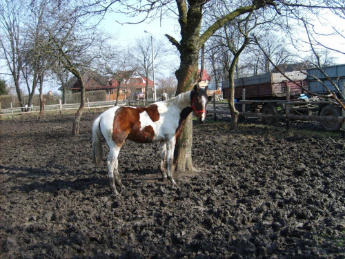 Nigeria ma dzisiaj piersze urodziny;d