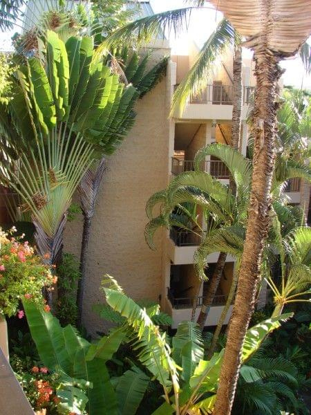 roślinność hotelowa ogromnie atrakcyjna, #Hana #Hawaje #Maui #natura #wodospady