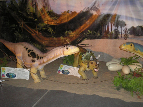 Puci puci... dopiero co wyklute dinuski... Triceratopsik i Stagozaurki