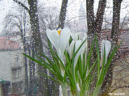pierwszy dzień wiosny !!! - deszczowy, niestety ;o((